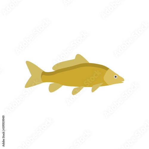 freshwater carp fish flat design vector illustration