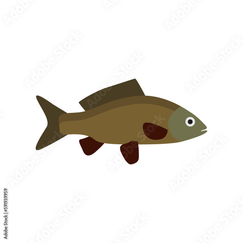 freshwater carp fish flat design vector illustration
