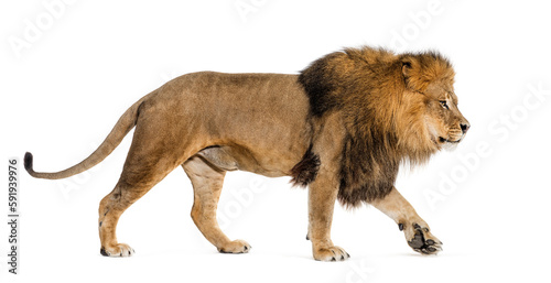 Side view of a male adult lion walking away, isolated on white