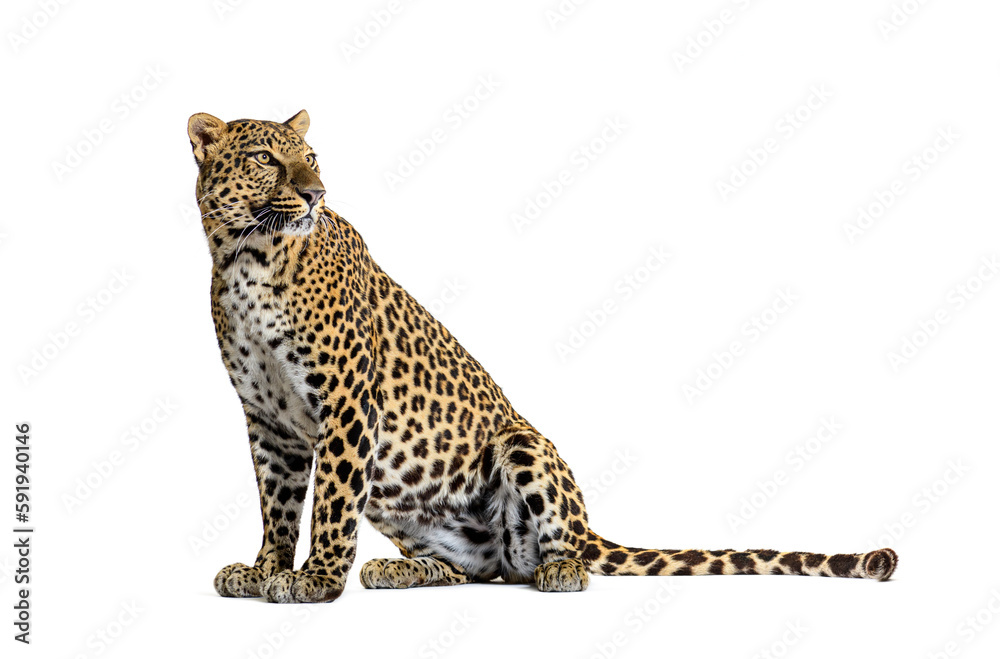 Obraz premium Side view of a Spotted leopard sitting in front and looking away, isolated on white