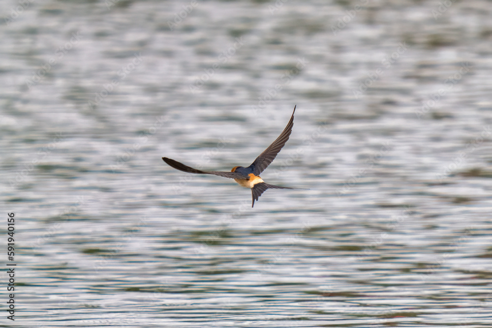 Fototapeta premium swallow on the water