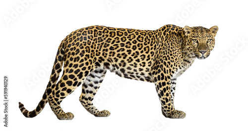 Portrait of leopard standing a looking at the camera, Panthera pardus, against white background photo