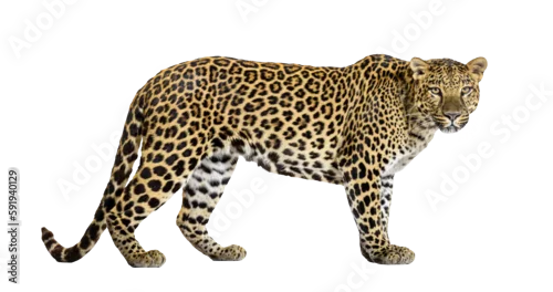 Fototapeta Portrait of leopard standing a looking at the camera, Panthera pardus, against white background