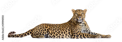 Side view of a Spotted leopard lying down and looking proudly at the camera, Panthera pardus, isolated on white photo