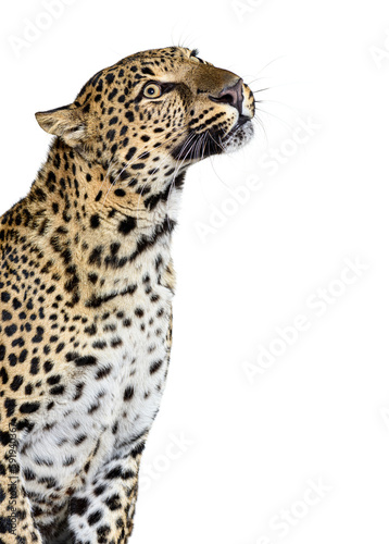 Head shot  portrait of a Spotted leopard looking up  isolated on white