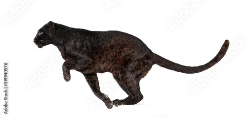 Side view of a black leopard leaping, panthera pardus, isolated on white background