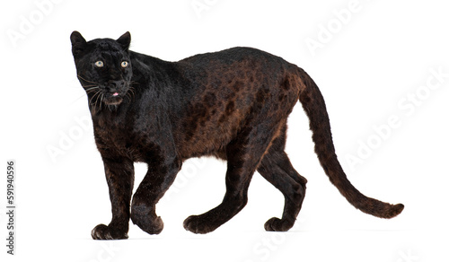 Portrait of black leopard walking and looking away proudly  Panthera pardus  against white
