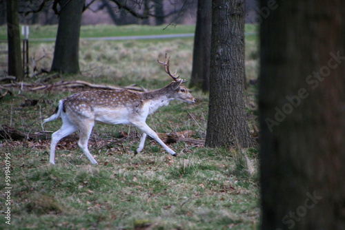 A view of a Fallow Deer in the wild in Shropshire
