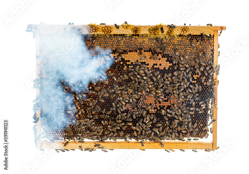 many workers bees seen from above on a piece of honeycomb. You can see bee larvae