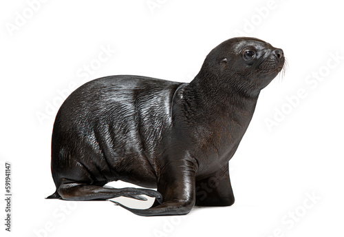 Pup South American sea lion two months old, Otaria byronia, isolated on white