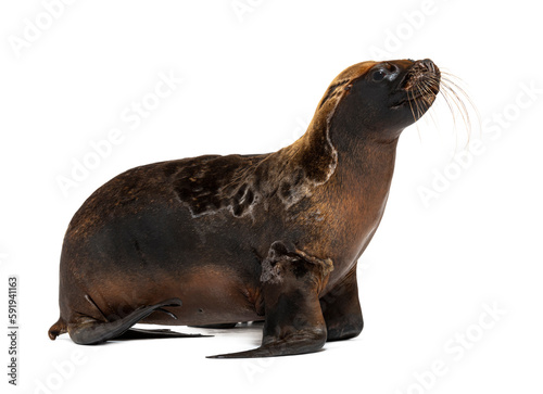 South American sea lion, seal, Otaria byronia, isolated on white
