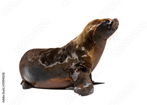 South American sea lion two months old, Otaria byronia, isolated on white