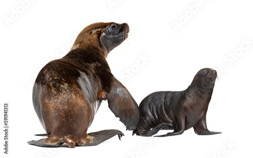Two months old Pup and its mother South American sea lion, Otaria byronia, isolated on white © Eric Isselée