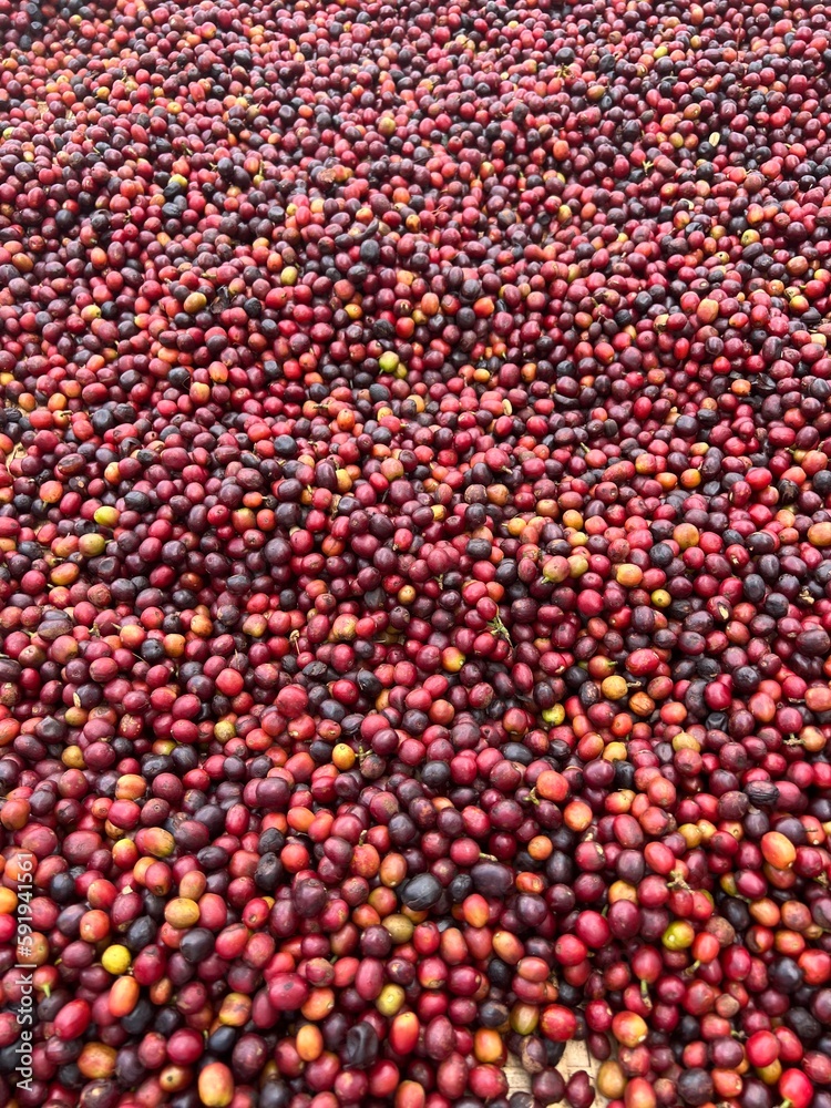 Coffee cherries being dried in a garden on a plastic sheet in the sun. this process is called the natural process. garden coffee is an ethiopian tradition. Bona Zuria, Ethiopia, Africa Coffee cherries being dried in a garden on a plastic sheet in the sun. this process is called the natural process. garden coffee is an ethiopian tradition. Bona Zuria, Ethiopia, Africa