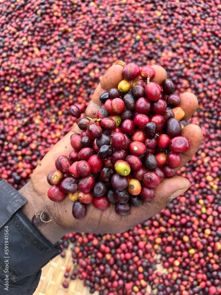 Foto de A hand holding and showing coffee cherries drying in the sun in