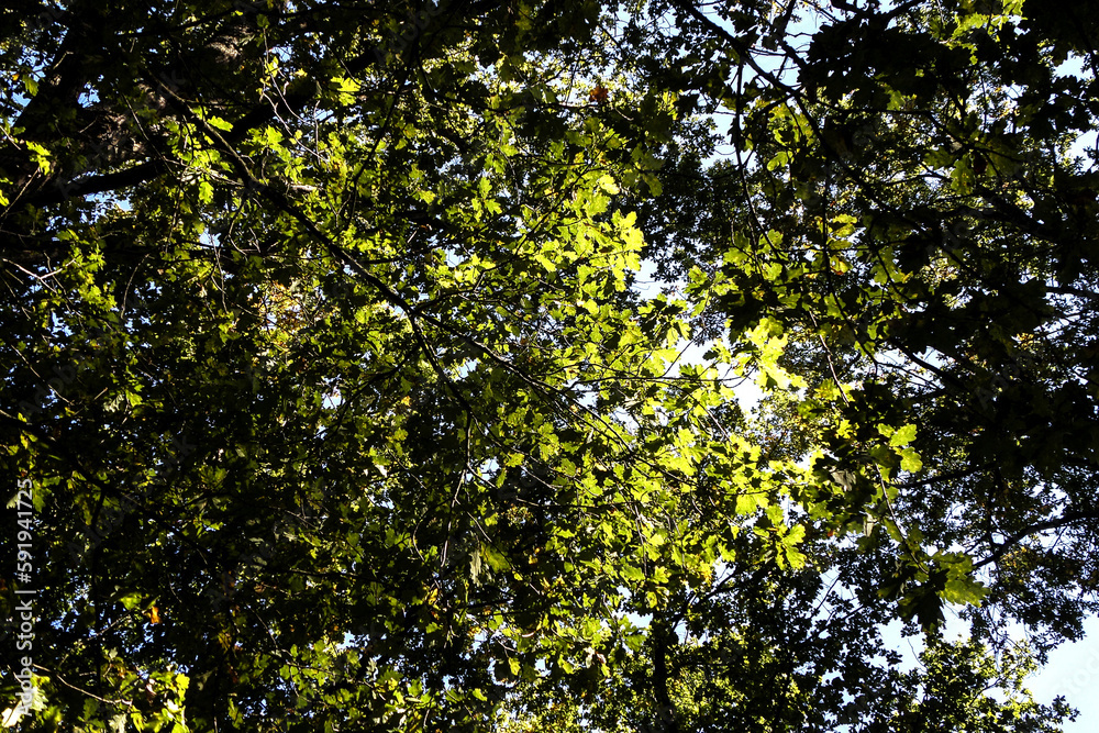 Fototapeta premium feuilles des arbres