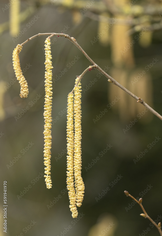 Floraison de Corylus avallana constituée de chatons mâle
Floraison de Corylus avallana constituée de chatons mâle