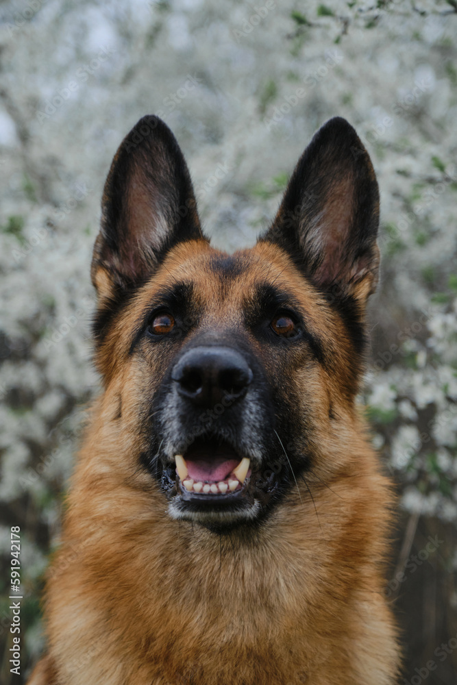 Postcard or invitations with the pet. German shepherd dog posing outside in spring on white flowering bush. Charming dog near flowering tree, close-up portrait front view.