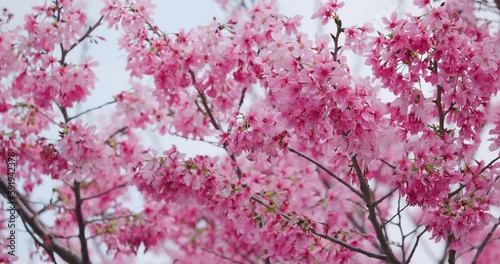 Wallpaper Mural Cherry blossom tree in full bloom Torontodigital.ca