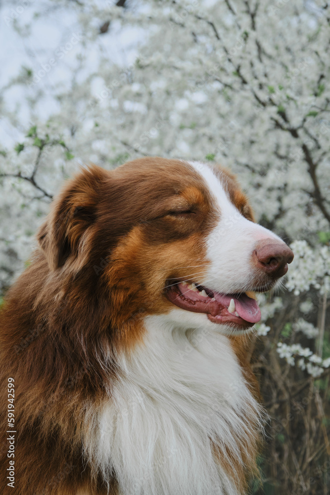 Postcard or invitations with pet. Australian shepherd dog posing outside in spring on white flowering bush. Charming dog near flowering tree, close-up portrait profile view. Brown aussie.