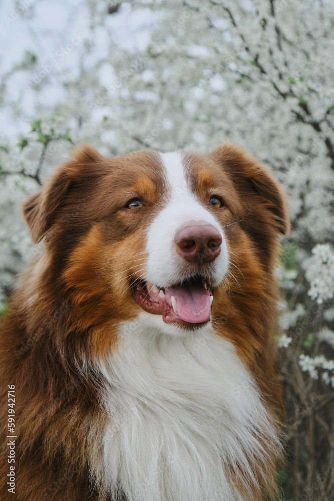 Postcard or invitations with pet. Australian shepherd dog posing outside in spring on white flowering bush. Charming dog near flowering tree, close-up portrait front view. Brown aussie.
