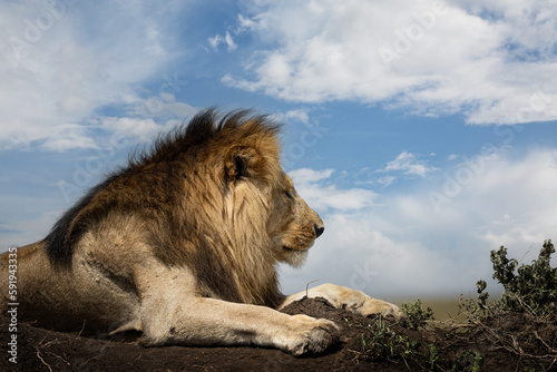 Fototapeta Naklejka Na Ścianę i Meble -  Wild majestic male lion with big mane, simba, blue sky in the background, in the savannah in the Serengeti National Park, Tanzania, Africa
