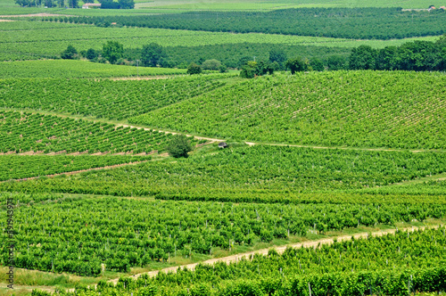 France, vineyard of Monbazillac in Dordogne