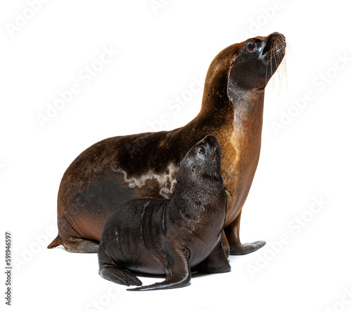Two months old Pup and its mother South American sea lion, Otaria byronia, isolated on white