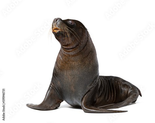 male South American sea lion, Otaria byronia, isolated on white
