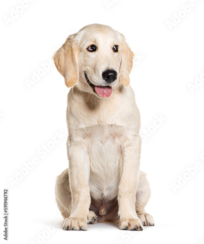 Happy Panting Puppy Golden Retriever looking away  four months old  isolated on white