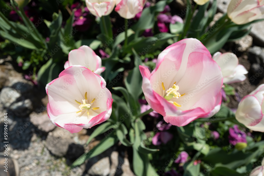 pink and white tulips pink and white tulips