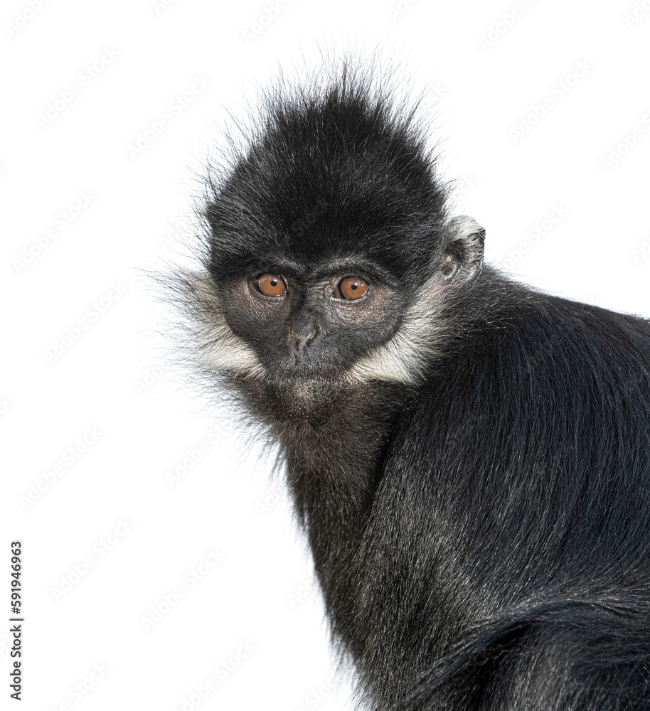 Obraz premium Close-up on a François' langur, Trachypithecus francoisi, isolated on white