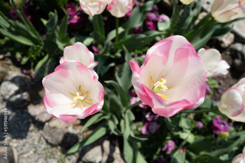 pink and white tulips © vespera