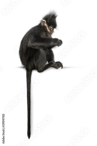 Young François' langur, Trachypithecus francoisi looking down its hands, isolated on white photo