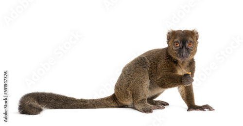Greater bamboo lemur, Prolemur simus, Isolated on white