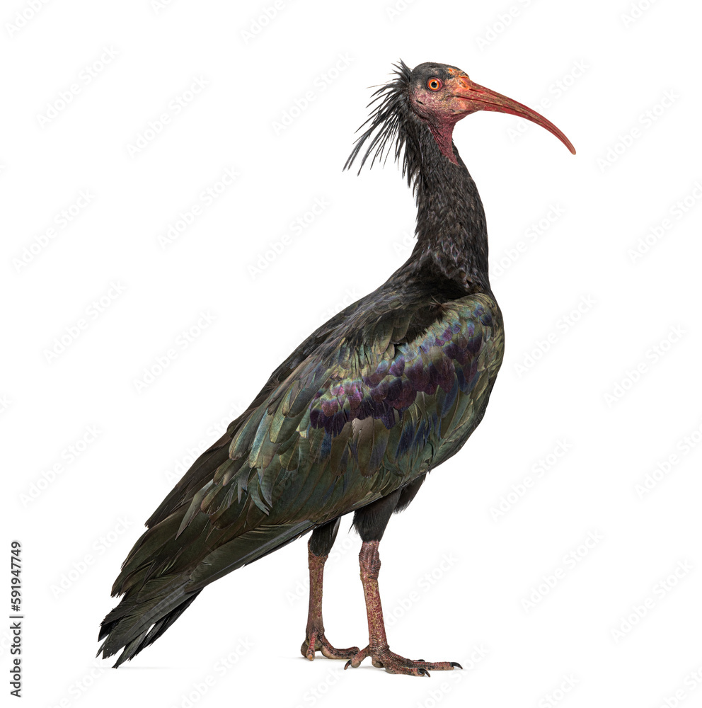 Obraz premium Profile portrait of a Northern Bald Ibis, Geronticus eremita, Isolated on white