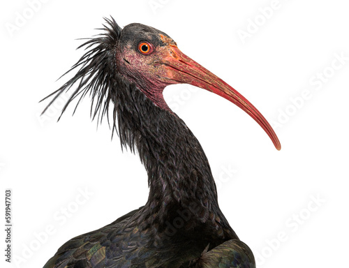 Head shot of a Northern Bald Ibis, Geronticus eremita, Isolated on white photo