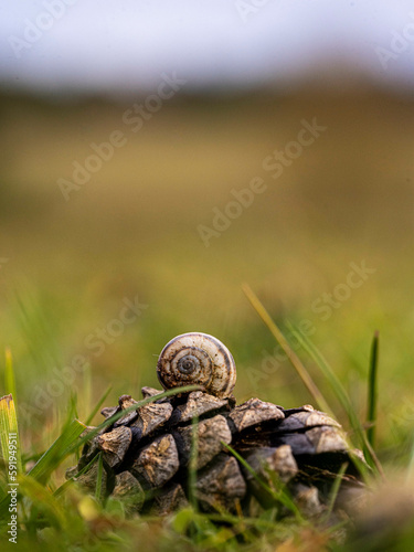 snail on the grass