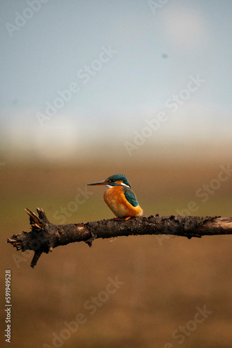 kingfisher on a branch