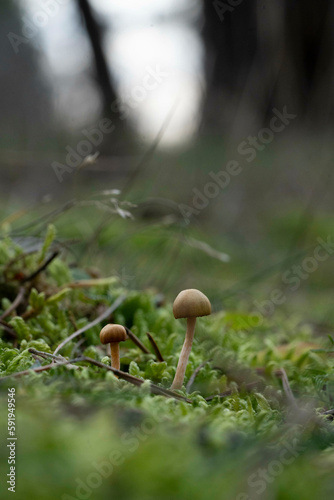 mushroom in the forest