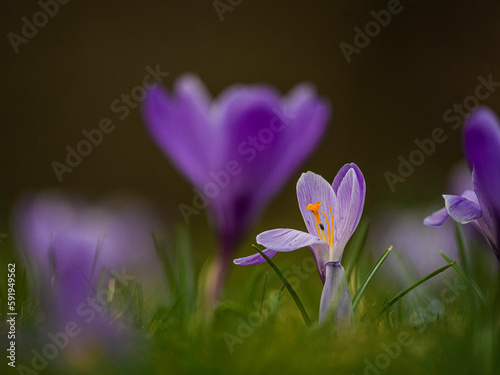 purple crocus flower