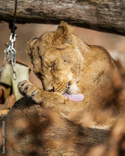 portrait of a lion