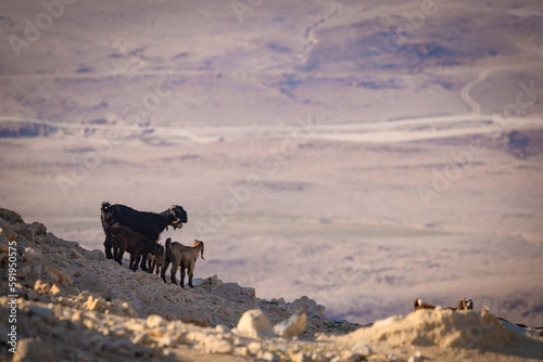  Z Madaby nad Morze Martwe w Jordanii. Zwierzęta na zboczu kamiennego, pustynnego wzgórza z widokiem na góry. 