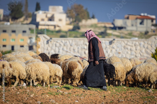  Z Madaby nad Morze Martwe w Jordanii. Pasterz przechadzający się pośród zwierząt na tle budynków miasta. © rogozinski