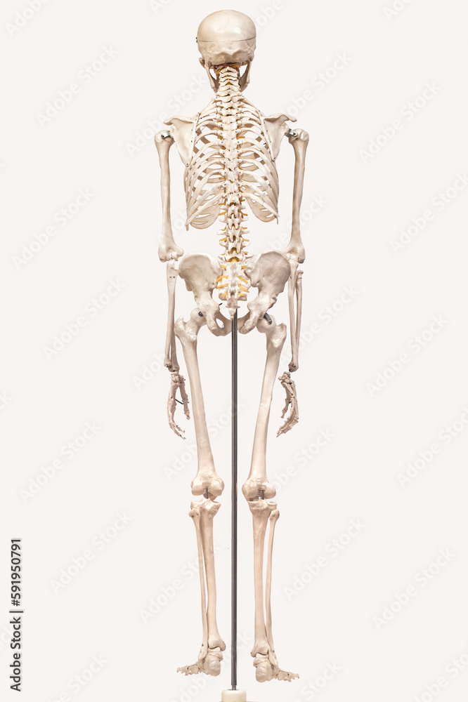 Skeleton Skeleton