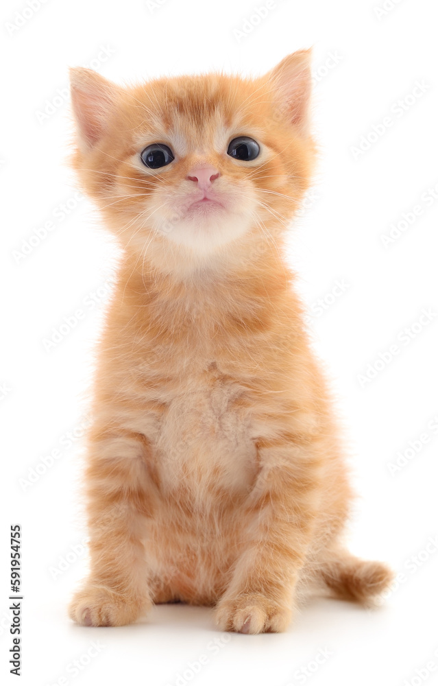 Kitten on white background.