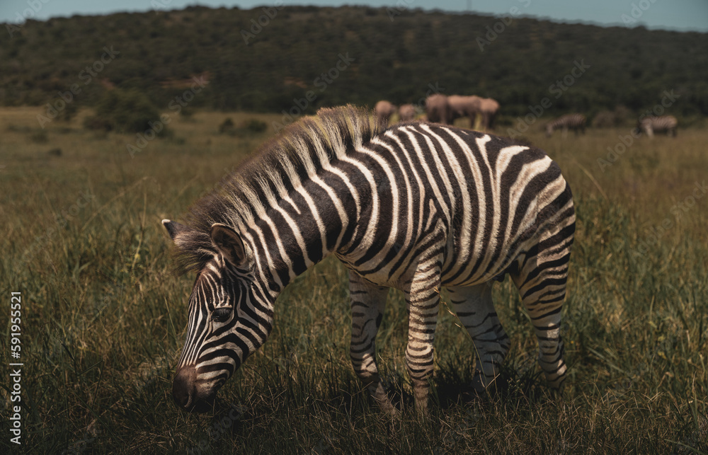 Fototapeta premium zebras at addo park