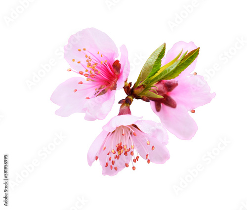 Fresh peach flowers isolated on transparent background. Spring concept.
