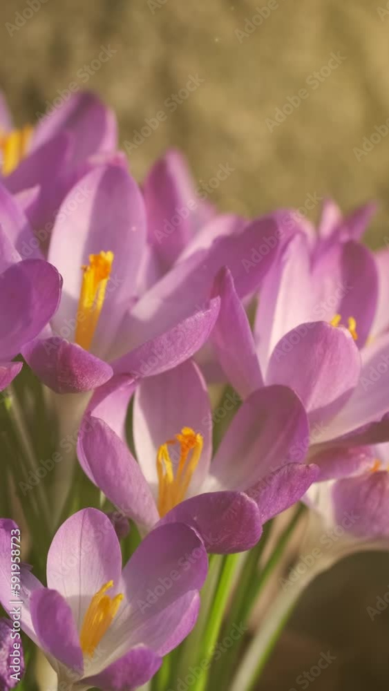 Springtime close-up view of violet crocuses. Soft selective focus of flowering crocus flowers, fairy lights. Vertical video Springtime close-up view of violet crocuses. Soft selective focus of flowering crocus flowers, fairy lights. Vertical video