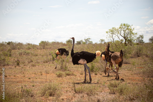 Ostrich in the savannah of Africa. Safari in Kenya